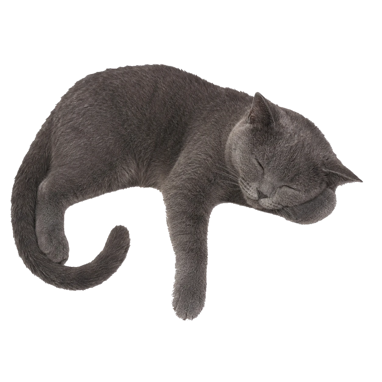 Meo, sleeping